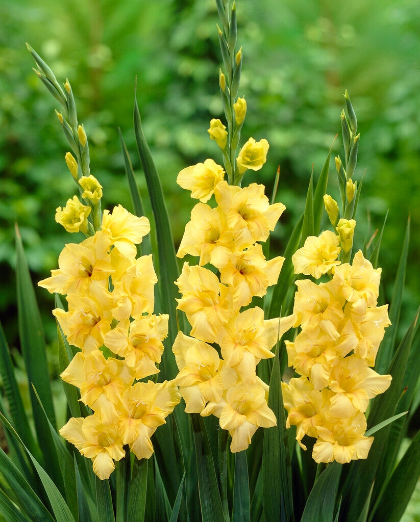 Gladiolus Nova Lux 10-pakning